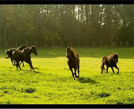 Penzión pre hostí Alba Regia Pansion Egri 3*