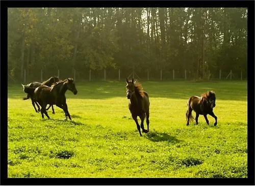 게스트하우스 Alba Regia Pansion Egri 3*